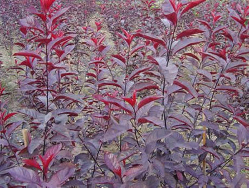新采红叶李种子紫叶李种子紫叶稠李种子彩叶树种子