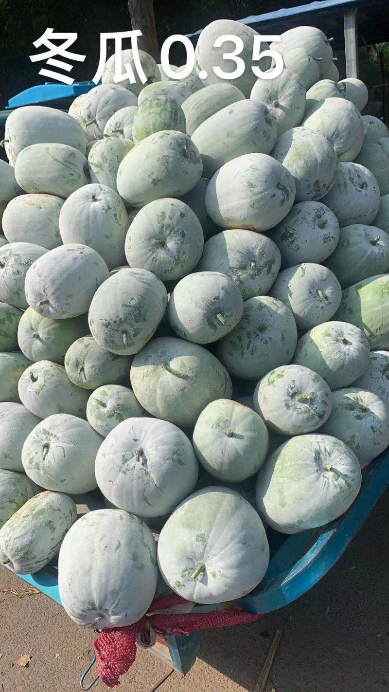 白皮冬瓜，个头小，心细，肉多，品质好，视频看货。