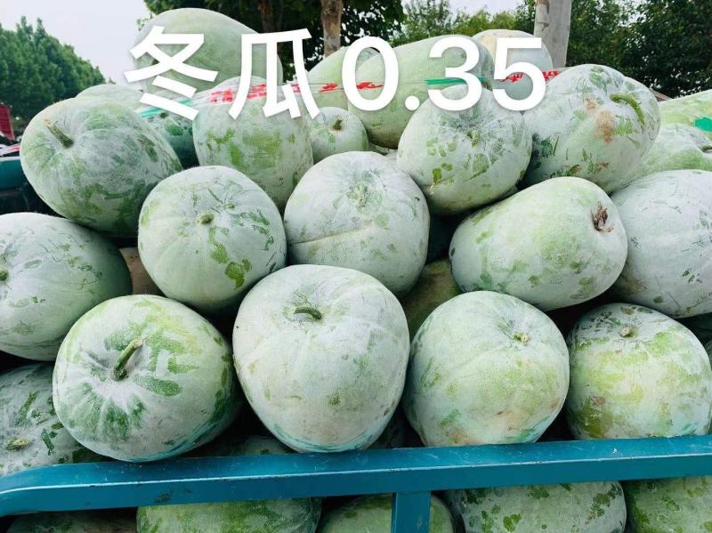白皮冬瓜，个头小，心细，肉多，品质好，视频看货。