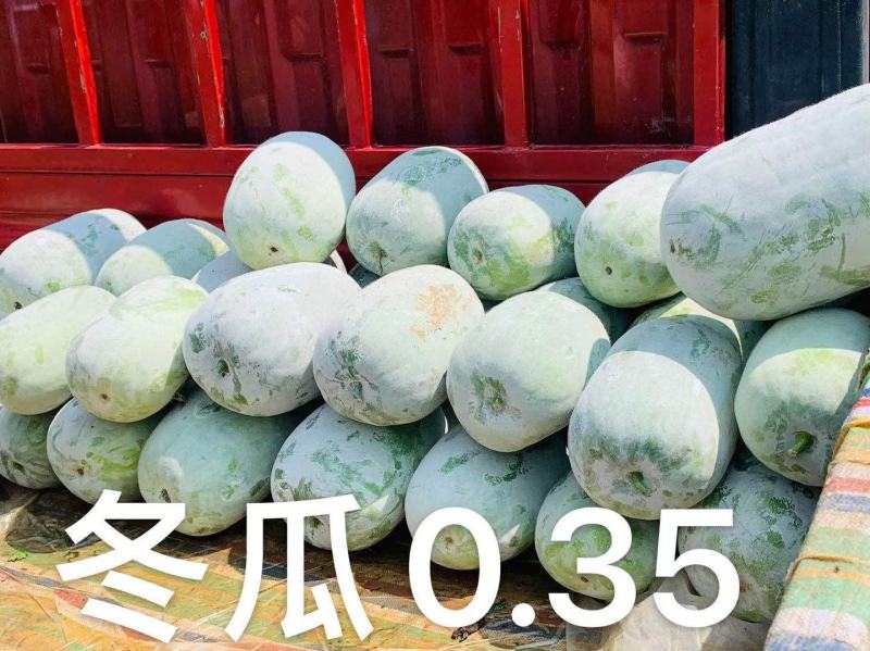 白皮冬瓜，个头小，心细，肉多，品质好，视频看货。