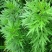 柳蒿芽种子东北特色野菜水蒿白蒿山野菜种子中草药植物