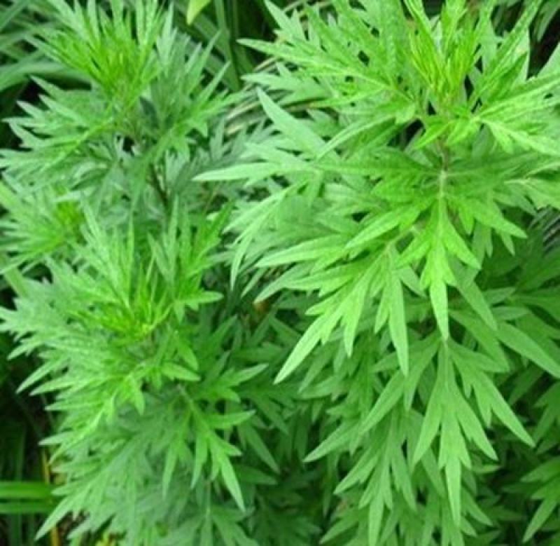 柳蒿芽种子东北特色野菜水蒿白蒿山野菜种子中草药植物