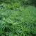 柳蒿芽种子东北特色野菜水蒿白蒿山野菜种子中草药植物