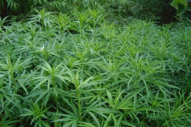 柳蒿芽种子东北特色野菜水蒿白蒿山野菜种子中草药植物