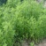 柳蒿芽种子东北特色野菜水蒿白蒿山野菜种子中草药植物