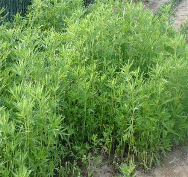 柳蒿芽种子东北特色野菜水蒿白蒿山野菜种子中草药植物