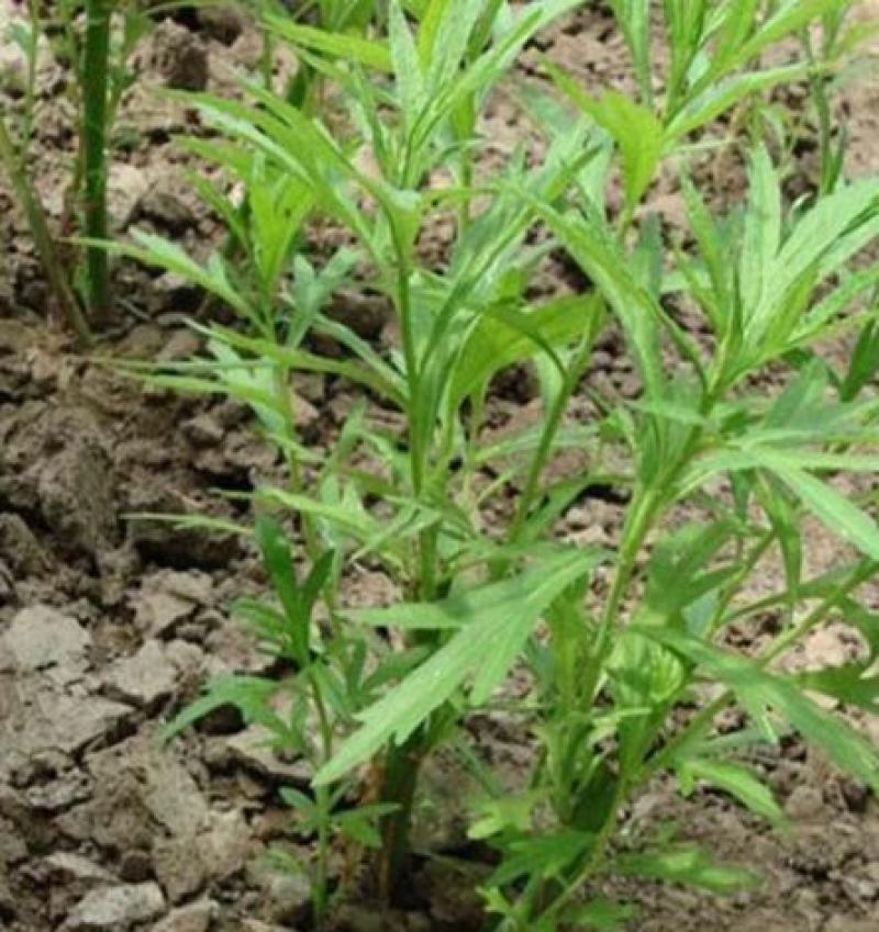 柳蒿芽种子东北特色野菜水蒿白蒿山野菜种子中草药植物