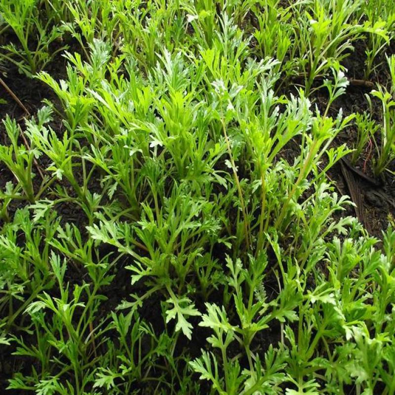 柳蒿芽种子东北特色野菜水蒿白蒿山野菜种子中草药植物