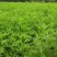 柳蒿芽种子东北特色野菜水蒿白蒿山野菜种子中草药植物