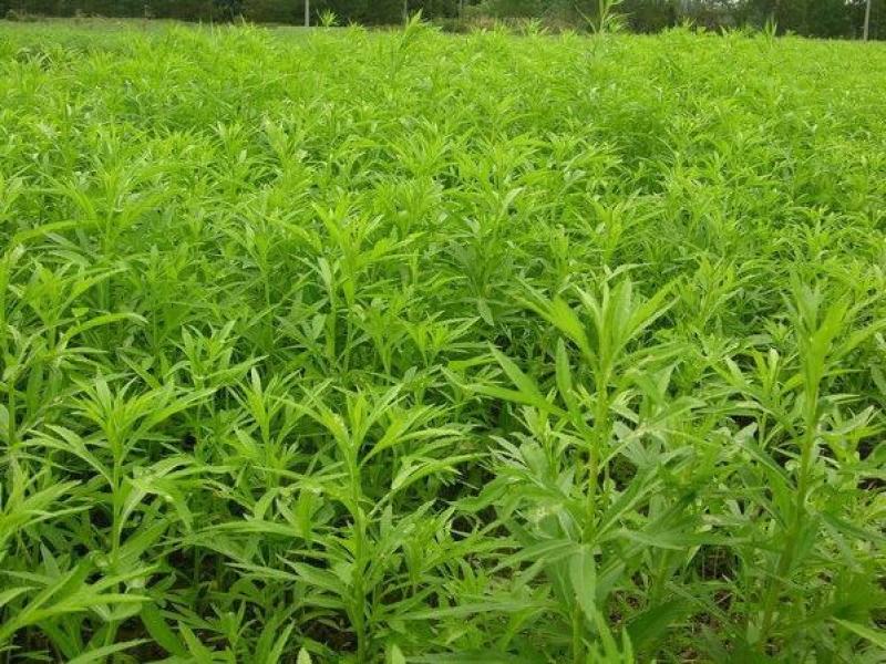 柳蒿芽种子东北特色野菜水蒿白蒿山野菜种子中草药植物