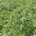柳蒿芽种子东北特色野菜水蒿白蒿山野菜种子中草药植物