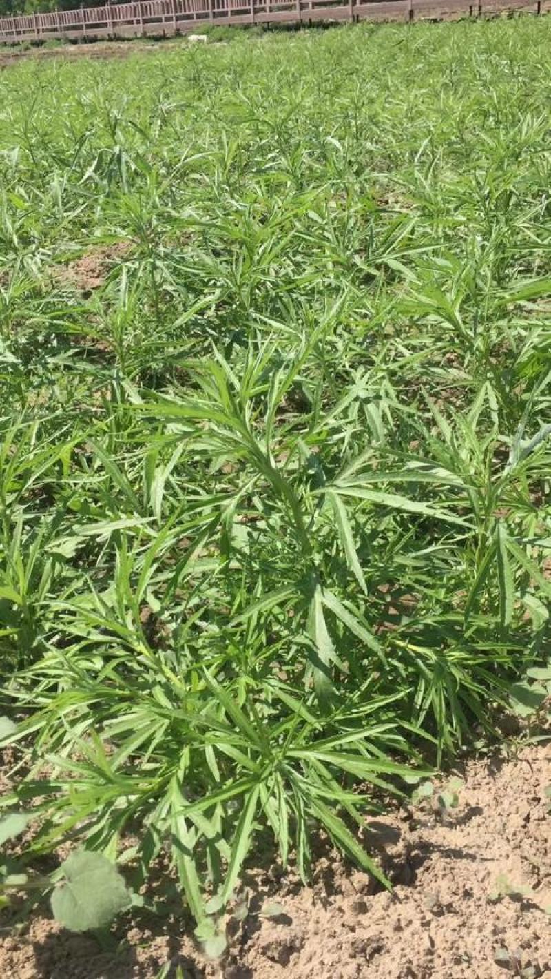 柳蒿芽种子东北特色野菜水蒿白蒿山野菜种子中草药植物