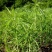 柳蒿芽种子东北特色野菜水蒿白蒿山野菜种子中草药植物