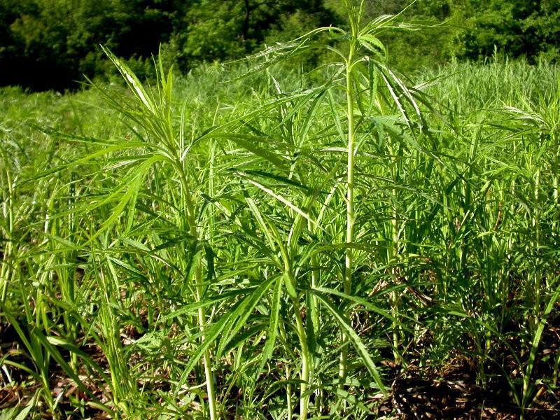 柳蒿芽种子东北特色野菜水蒿白蒿山野菜种子中草药植物