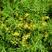 垂盆草种子垂盆草花苗食用吊篮佛甲草种子四季常绿盆栽绿植