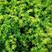 垂盆草种子垂盆草花苗食用吊篮佛甲草种子四季常绿盆栽绿植