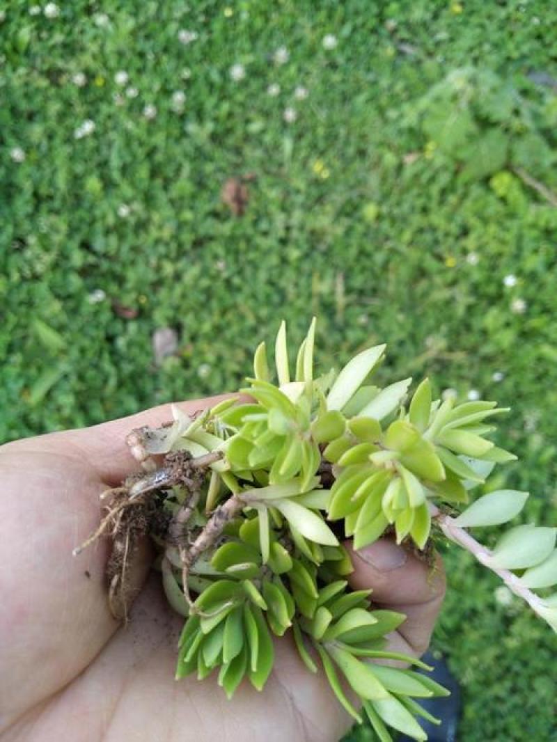 垂盆草种子垂盆草花苗食用吊篮佛甲草种子四季常绿盆栽绿植