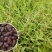 垂盆草种子垂盆草花苗食用吊篮佛甲草种子四季常绿盆栽绿植