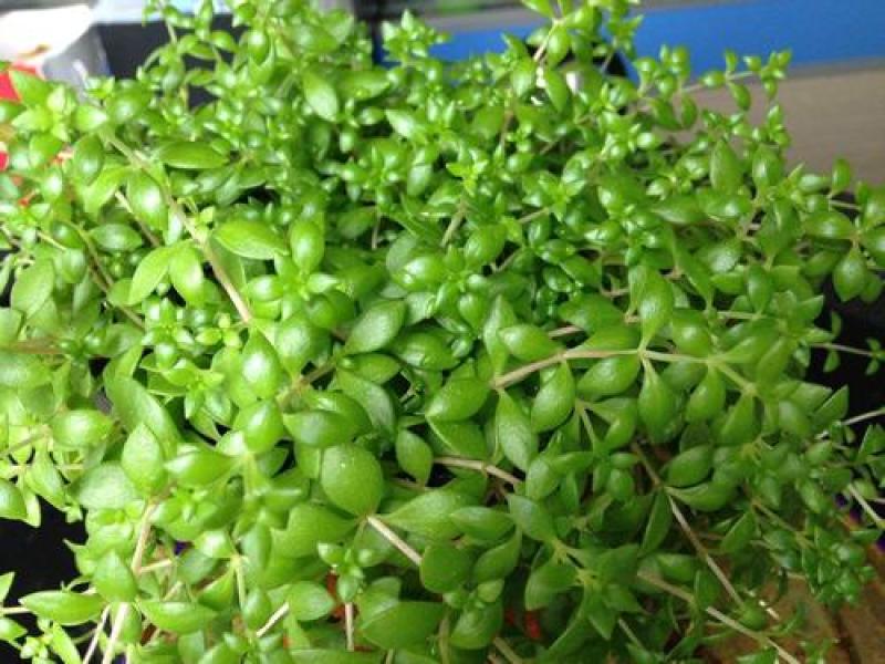 垂盆草种子垂盆草花苗食用吊篮佛甲草种子四季常绿盆栽绿植