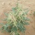 苦豆子种子路旁荒山荒地盐碱地植被恢复水土保持矿山修复草籽