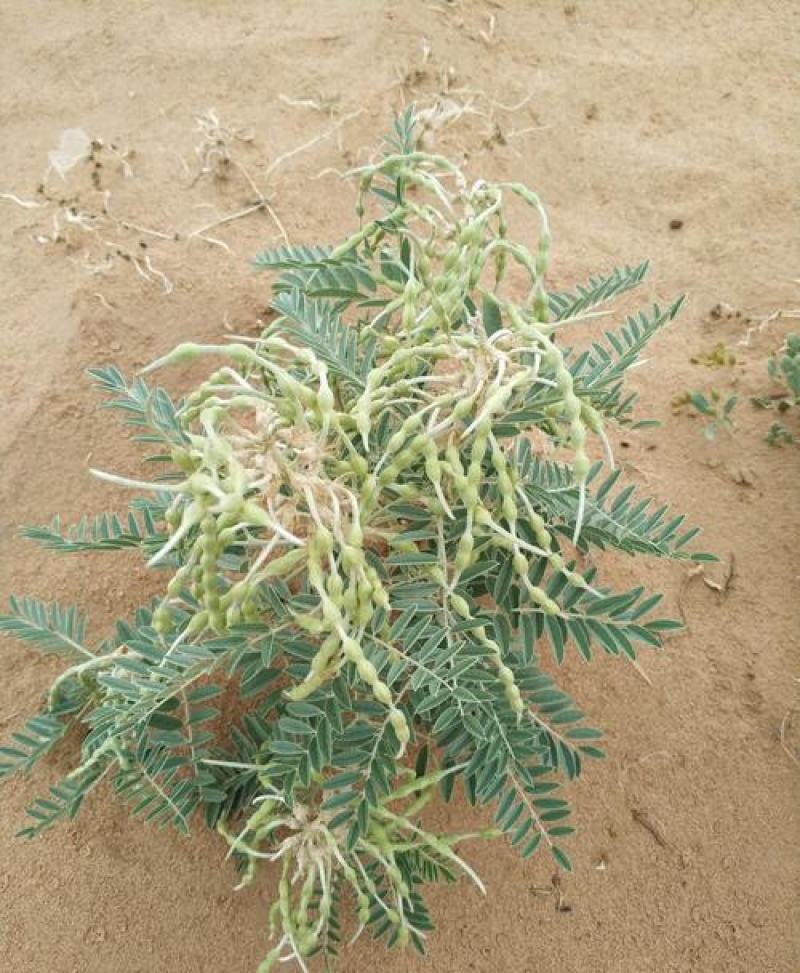 苦豆子种子路旁荒山荒地盐碱地植被恢复水土保持矿山修复草籽