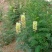 苦豆子种子路旁荒山荒地盐碱地植被恢复水土保持矿山修复草籽