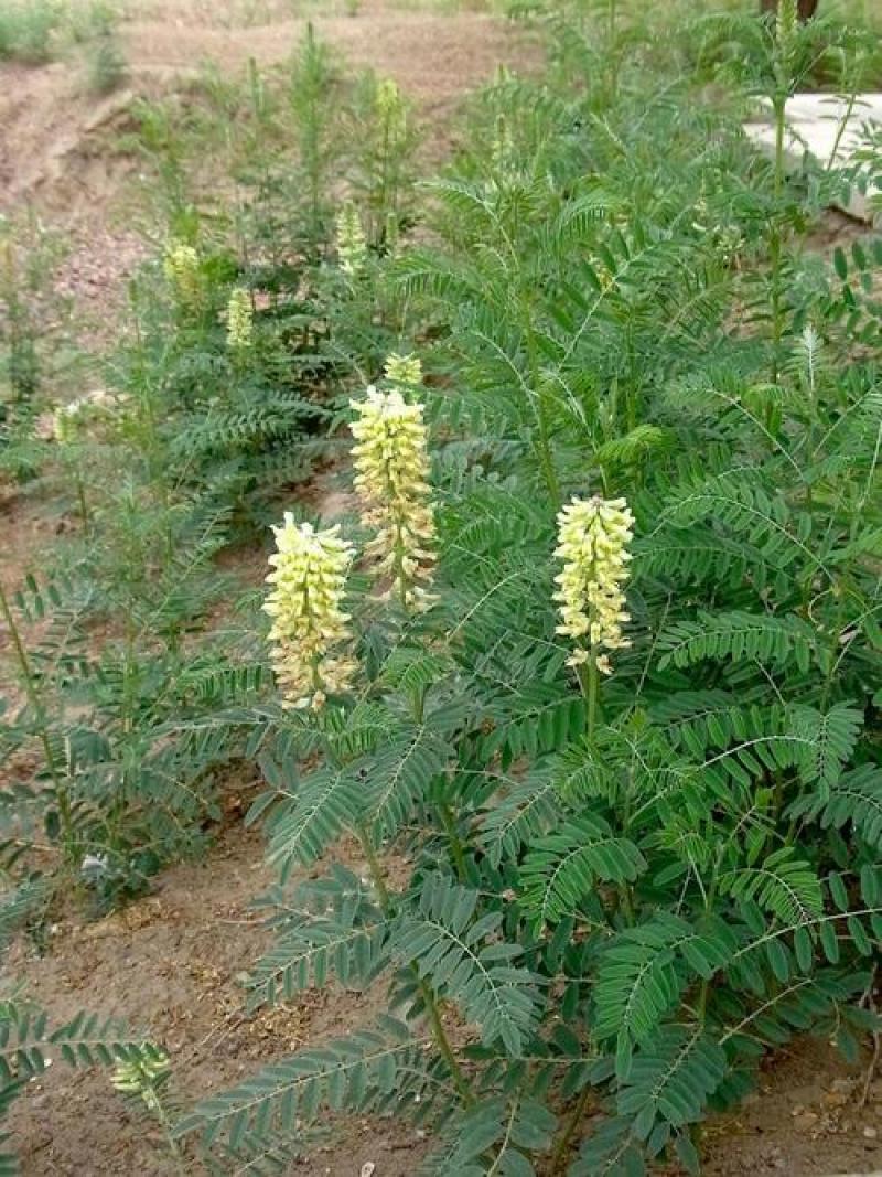 苦豆子种子路旁荒山荒地盐碱地植被恢复水土保持矿山修复草籽