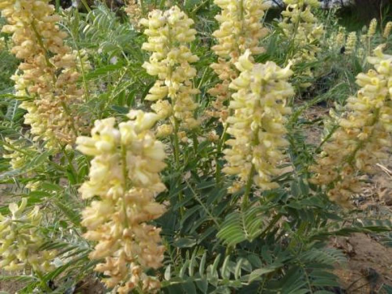 苦豆子种子路旁荒山荒地盐碱地植被恢复水土保持矿山修复草籽