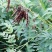 苦豆子种子路旁荒山荒地盐碱地植被恢复水土保持矿山修复草籽