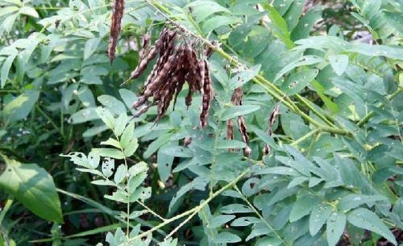 苦豆子种子路旁荒山荒地盐碱地植被恢复水土保持矿山修复草籽