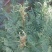 苦豆子种子路旁荒山荒地盐碱地植被恢复水土保持矿山修复草籽