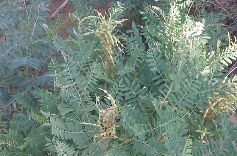 苦豆子种子路旁荒山荒地盐碱地植被恢复水土保持矿山修复草籽