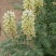 苦豆子种子路旁荒山荒地盐碱地植被恢复水土保持矿山修复草籽
