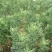 苦豆子种子路旁荒山荒地盐碱地植被恢复水土保持矿山修复草籽