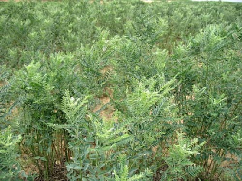 苦豆子种子路旁荒山荒地盐碱地植被恢复水土保持矿山修复草籽