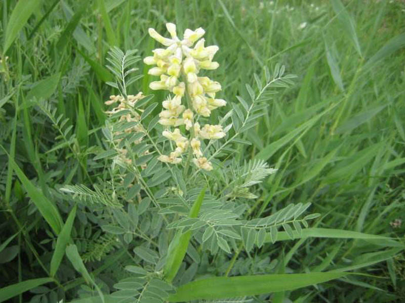 苦豆子种子路旁荒山荒地盐碱地植被恢复水土保持矿山修复草籽
