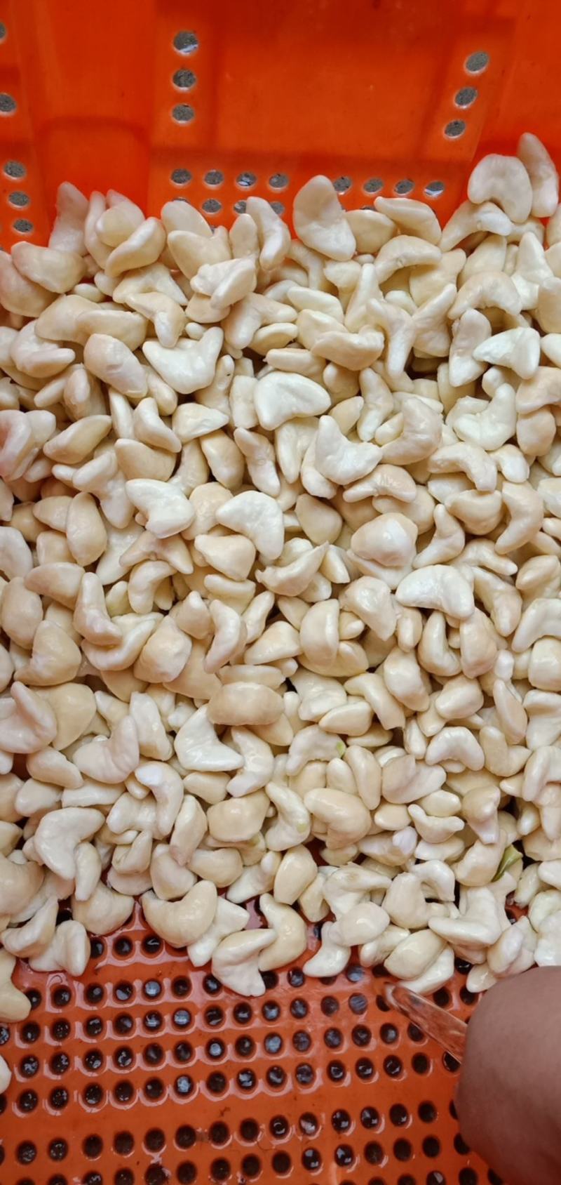 菱角菱角米大量供应