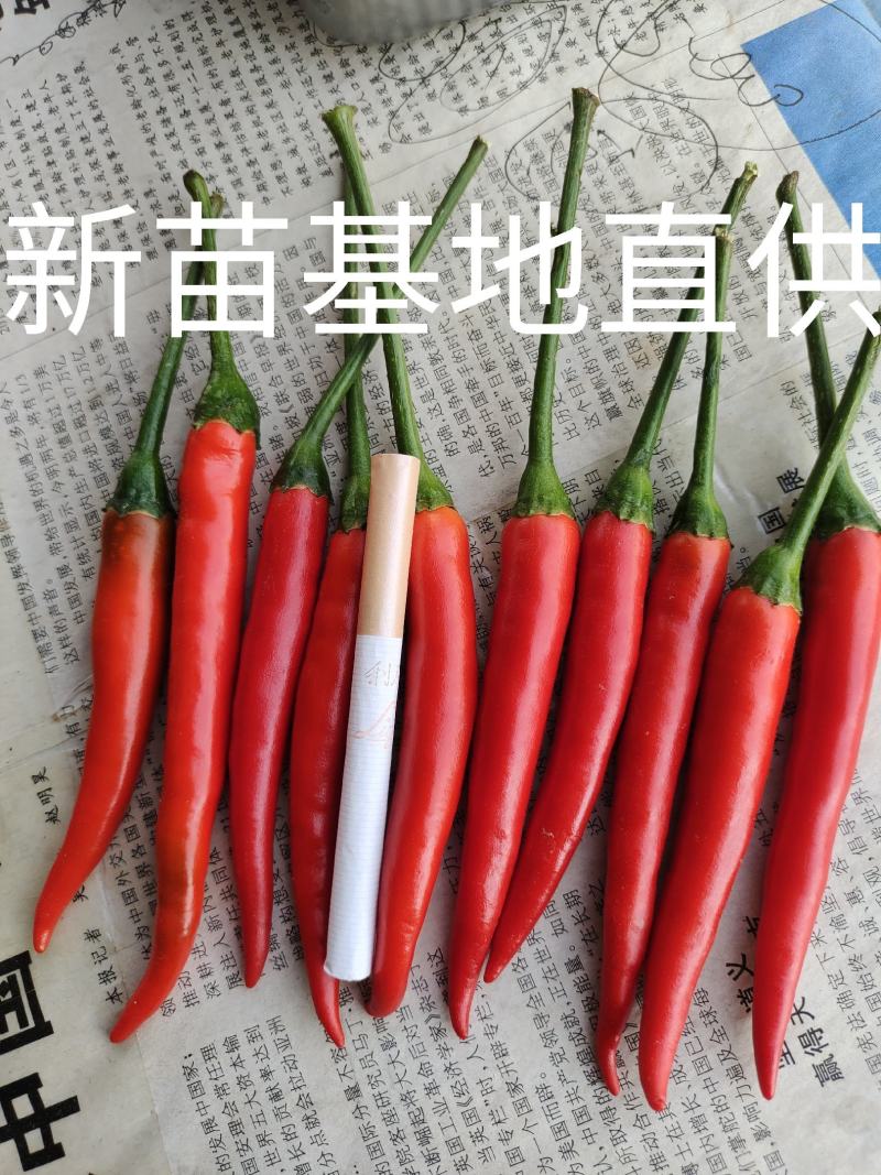 小米椒河南新苗天香系列红辣椒产地**专业代收代发全国