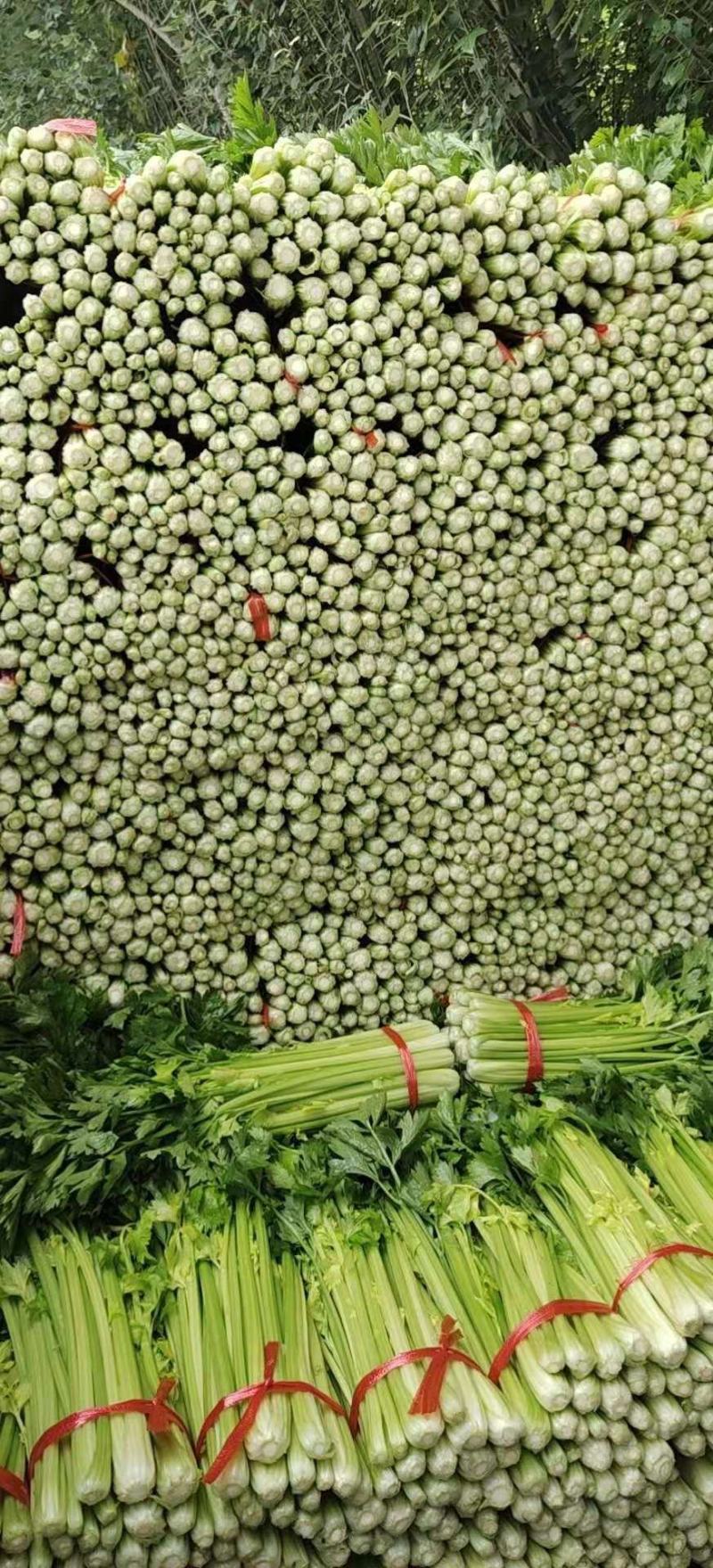 精品毛芹大量有货