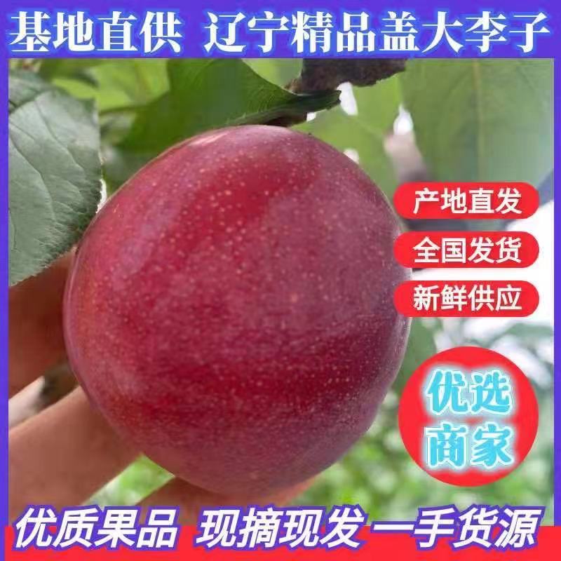 大红袍李子，大量上市中，绥中优质产地，产品大量有货。