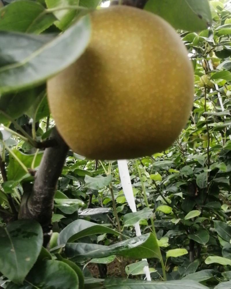 翠冠梨翠玉销售