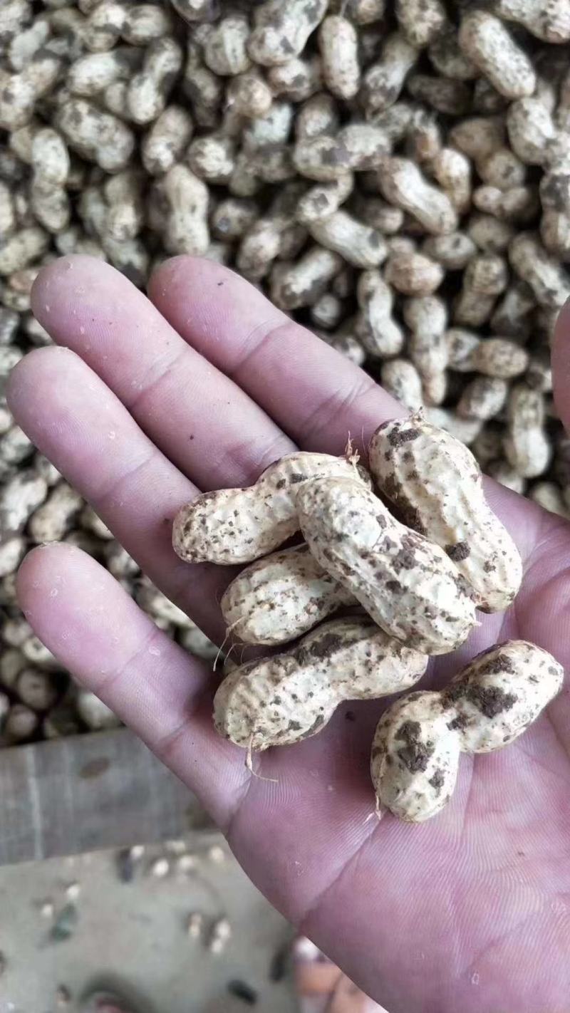 河南花生，鲜花生，大白沙小白沙罗汉果四粒红档口电商
