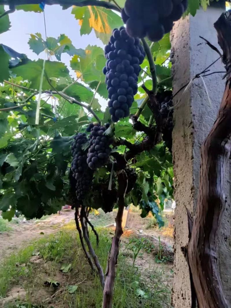 夏黑葡萄，陕西夏黑葡萄，夏黑葡萄价格，早夏葡萄产地