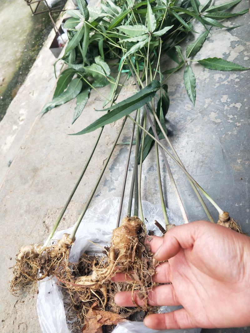 竹节参