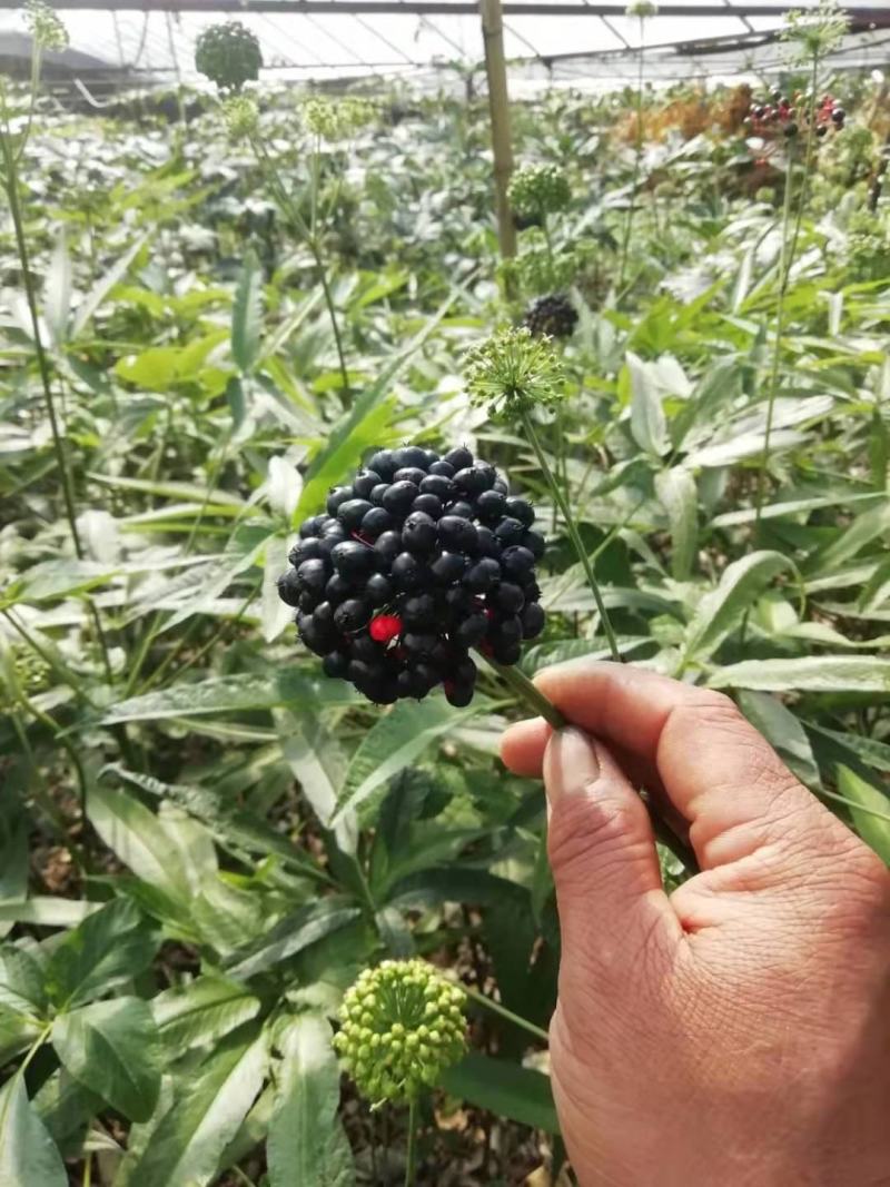 竹节参