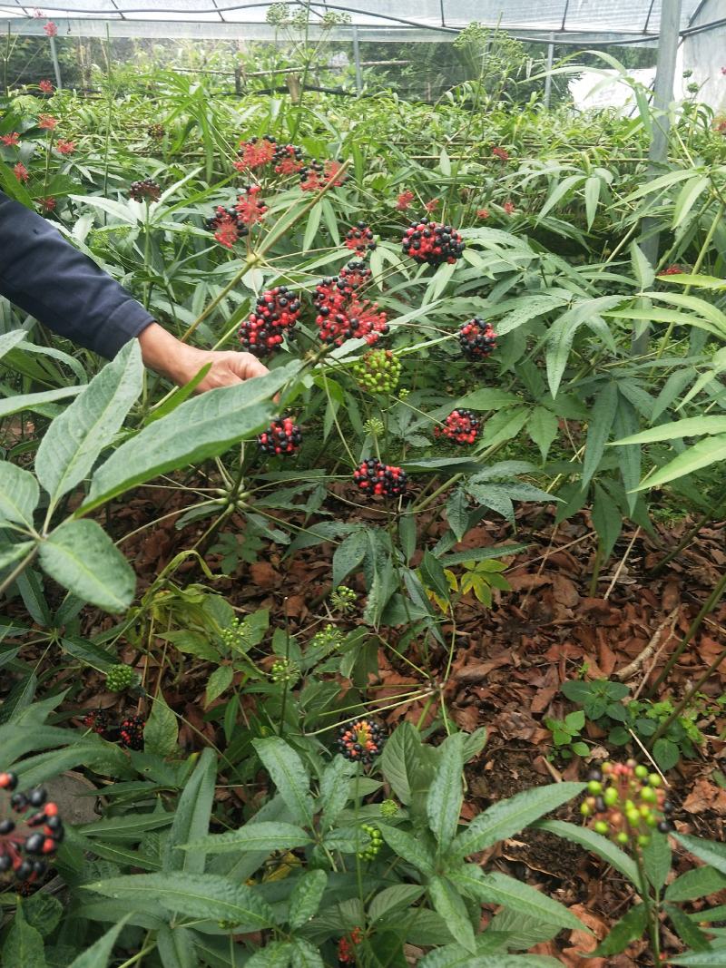 竹节参