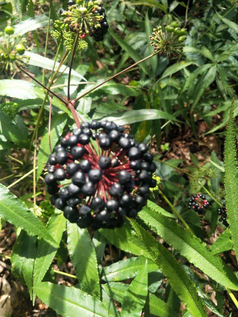 竹节参