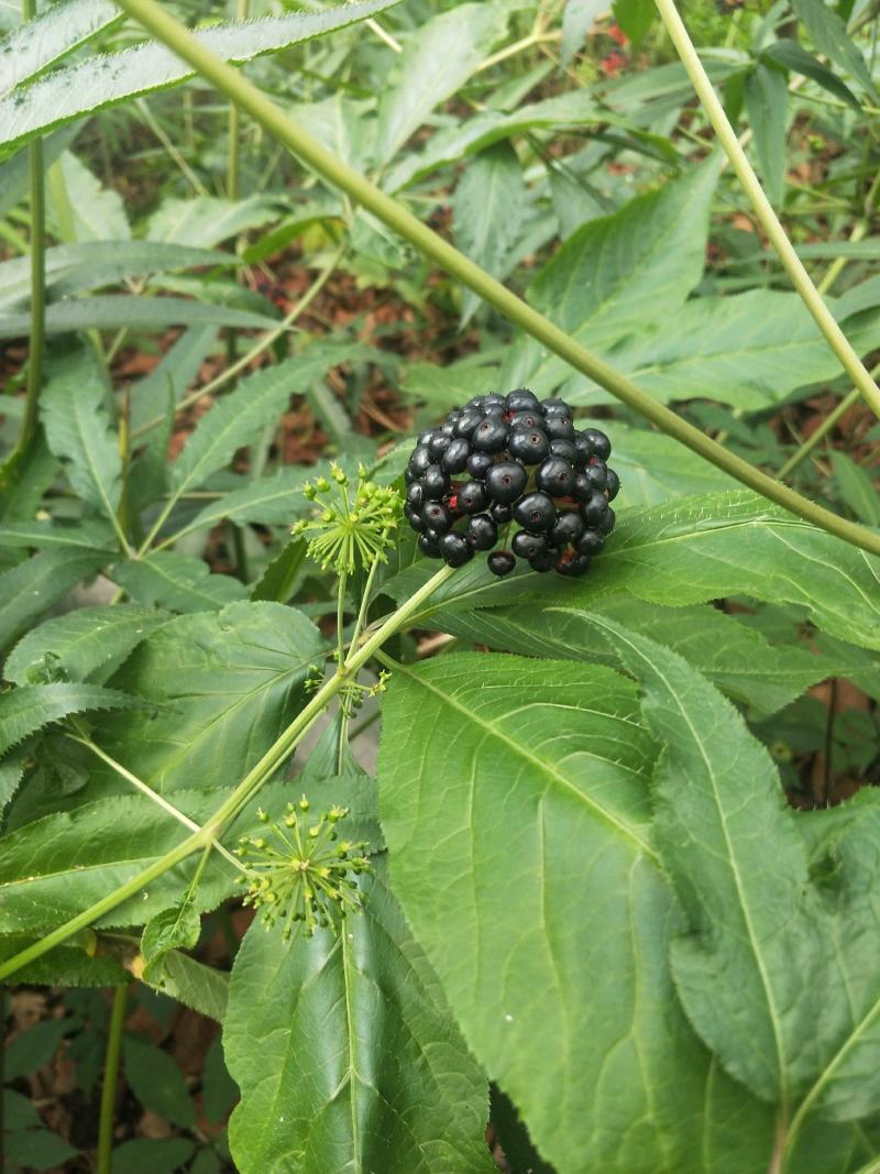 竹节参