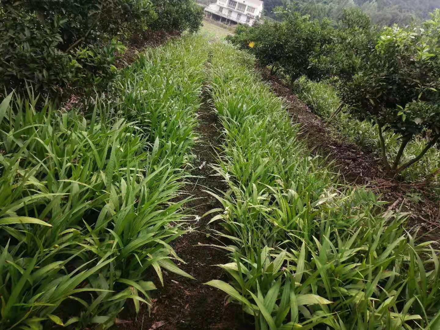 农业喷雾器清洗前后对比图