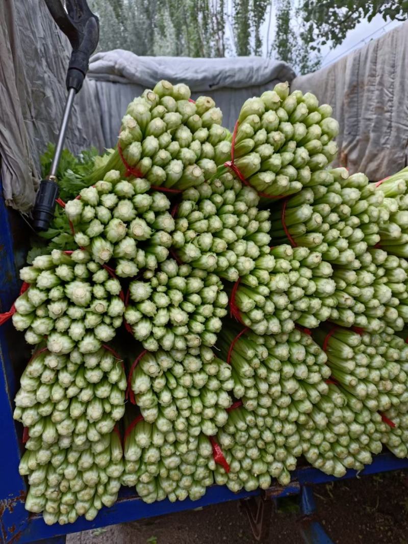 毛芹